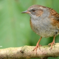 Dunnock