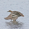 Garganey