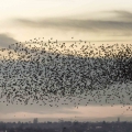 Starling