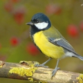 Great Tit