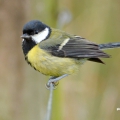 Great Tit