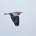 Grey-Heron-Mark-Tyler