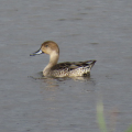 IMG_0001a-Pintail