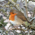 IMG_0178a-Robin