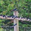 IMG_0233a-Swallows-and-Martins