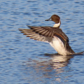 IMG_0259a-Pintail