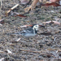 IMG_0443a-Pied-Wagtail