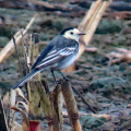 IMG_0445a-Pied-Wagtail