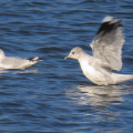 IMG_0460a-Black-headed-and-Common-Gulls