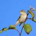 IMG_0471a-Willow-Warbler