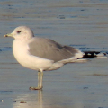 IMG_0538a-Common-Gull.jpg