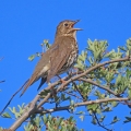 IMG_0596a-Song-Thrush
