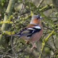 IMG_0611a-Chaffinch