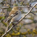 IMG_0613a-Chaffinch