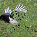 IMG_0638a-Magpie