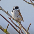 IMG_0661a-Reed-Bunting