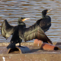 IMG_0711a-Cormorant