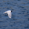 IMG_0888a-Little-Gull