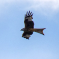 IMG_0954a-Red-Kite