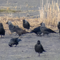 IMG_0985a-Jackdaws