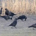 IMG_0986a-Jackdaws