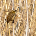 IMG_1141a-Sedge-Warbler