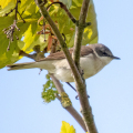 IMG_1250a-Lesser-Whitethroat