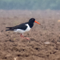 IMG_1361a-Oystercatcher