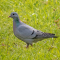 IMG_1490a-Stock-Dove