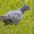 IMG_1492a-Stock-Dove