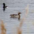 IMG_1631a-Garganey