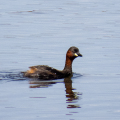 IMG_1669a-Little-Grebe