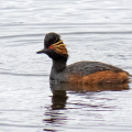 IMG_1960a-Black-necked-Grebe