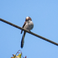 IMG_2053a-Long-tailed-Tit