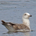 IMG_2464a-Lesser-Black-backed-Gull-juvenile