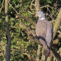 IMG_2502a-Wood-Pigeon
