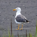 IMG_2944a-Lesser-Black-backed-Gull