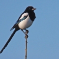 IMG_3101a-Magpie