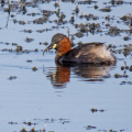 IMG_3222a-Little-Grebe