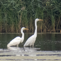 IMG_3274a-Great-White-Egrets
