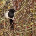 IMG_3352a-Magpie