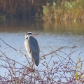 IMG_3598a-Heron