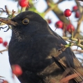 IMG_3615a-Blackbird-1st-winter-male