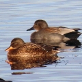IMG_3718a-Gadwall