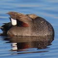 IMG_3733a-Gadwall