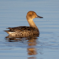 IMG_3742a-1st-Winter-Pintail