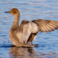 IMG_3755a-1st-Winter-Pintail