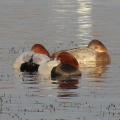 IMG_3757a-Pochard