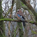 IMG_3872a-Jay