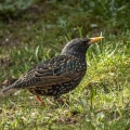 IMG_3927a-Starling-female